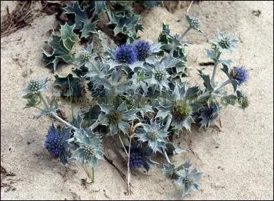 "L'été rit." Quelle plante fleurit sur le bord de la mer ?