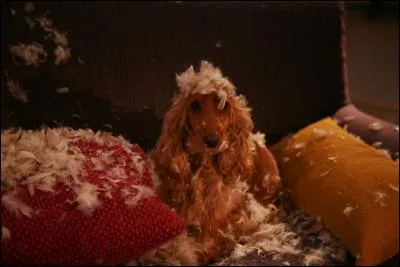 Les films « Bambou » et « Boule et Bill » ont un point commun. Lequel ?