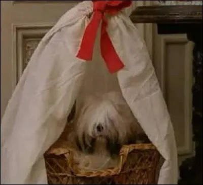 Vous souvenez- vous dans quel film Choupette fait quelques apparitions ?
(Un indice : « Elle est où la queue queue, elle est où la têtête ? »)