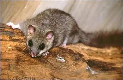 Regardez ce petit loir. N'est-il pas mignon ?