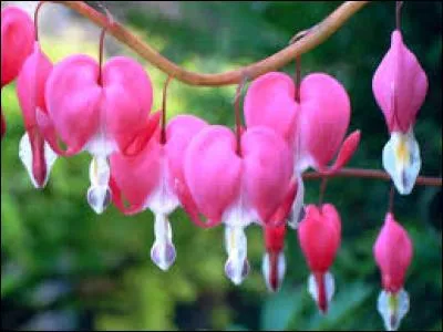 Comment s'appelle cette plante vivace de la famille des Papavéracées, cultivée pour ses fleurs roses et blanches très décoratives ?