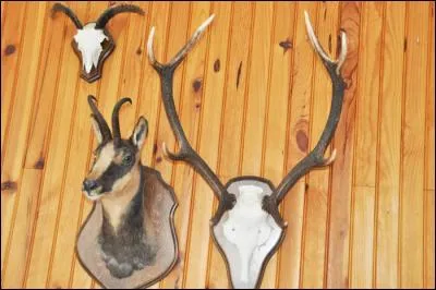 Un trophée de chasse à courre composé de la tête d'un cervidé est appelé un massacre.