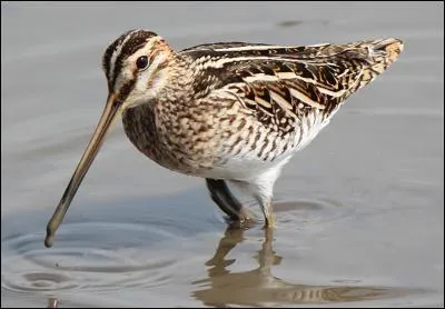 Quel est cet oiseau ?