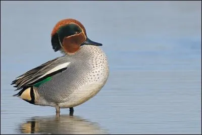 Quel est ce canard ?