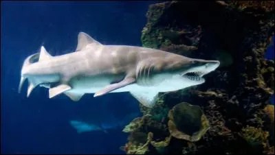Quel est ce requin ?