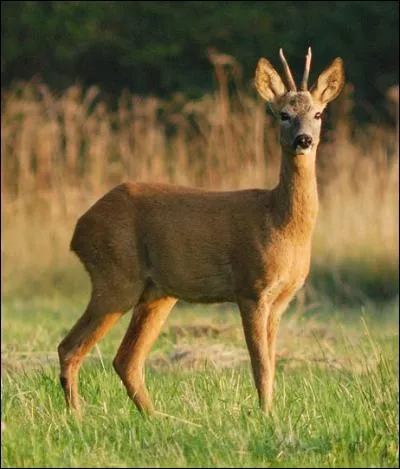 Quelle est la hauteur au garrot d'un chevreuil ?