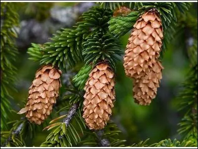Quel est cet arbre ?