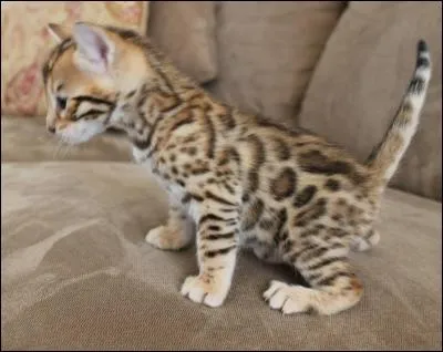 Jamais ce que l'on vous donne - Ne vaudra ce que l'on prend - Avec sa griffe et sa dent - La vie ne donne à personne !