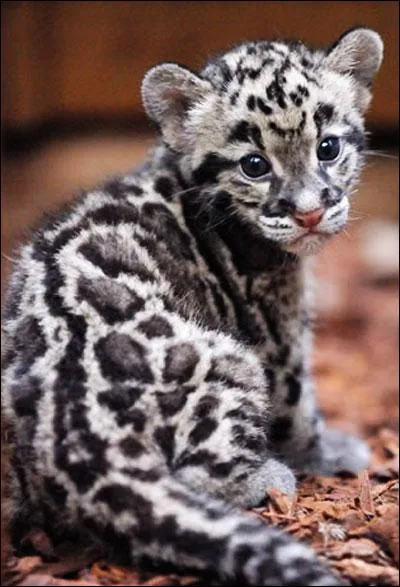 Leurs reins féconds sont pleins d'étincelles magiques - Et des parcelles d'or ainsi qu'un sable fin - Etoilent vaguement leurs prunelles mystiques !