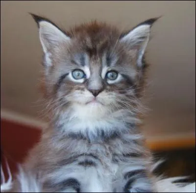 Il va visiter le docteur - Qui lui ausculte le coeur - Votre coeur ne va pas bien !