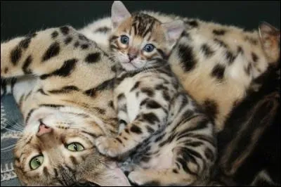 Ses yeux jaunes et bleus sont comme deux agates - Il les ferme à demi, parfois, en reniflant !