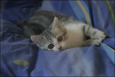 Nous n'avons pas pris de café - Et, dans notre lit bien chauffé (qui veille pleure) - Nous dormirons, pattes dans bras - Pendant que tu ronronneras - J'oublierai l'heure !