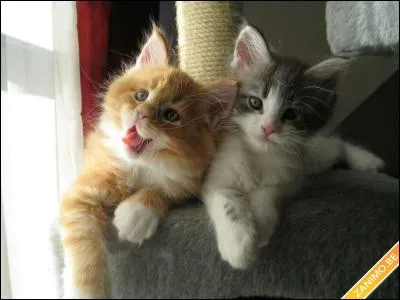 Au lieu de courir la souris - Tout le jour et encore la nuit - Je n'aime pas cette manière - De te sauver dans les jardins !