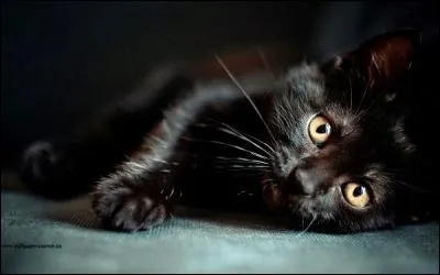 Et le chaton noir n'ose - S'aventurer dans le verger - Se sentant soudain étranger - A cette blancheur où se posent - Comme pour le narguer - Des moineaux effrontés !