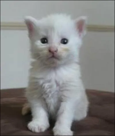 Petit museau, petites dents - Yeux qui n'étaient point trop ardents - Mais desquels la prunelle perse - Imitait la couleur diverse !