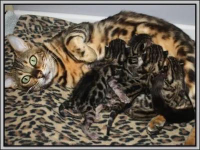 Quand le chat danse - C'est pour isoler sa prison - Et quand il pense - C'est jusqu'au mur de ses yeux !