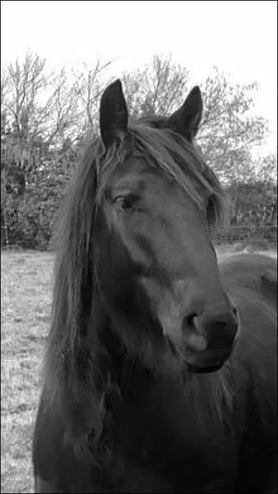 Sur les joues, les poils des mérens sont ...