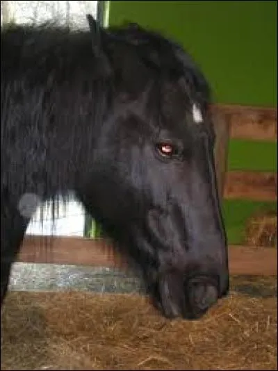 Quelle particularité de la robe n'est pas admise chez le mérens ?