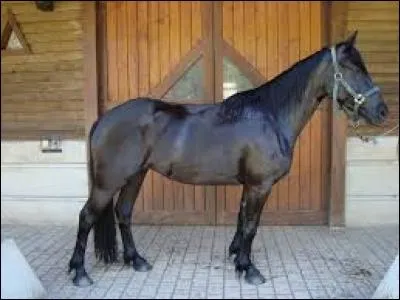 Quelles sont les différences entre un mérens moderne et un mérens de l'ancien type ?