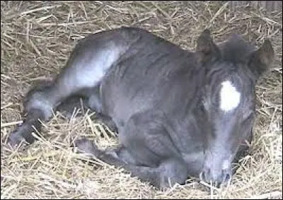 Quelle est la robe d'un poulain mérens à sa naissance ?