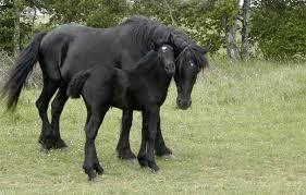 Quiz Poneys