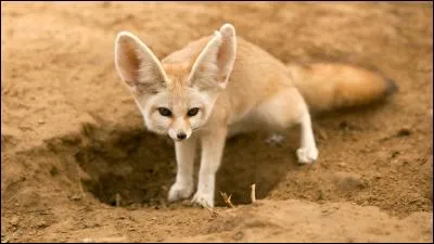 Ce canidé est un fennec.