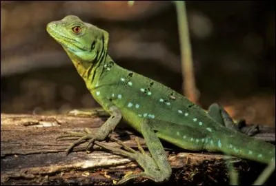 Ce reptile est un gecko.