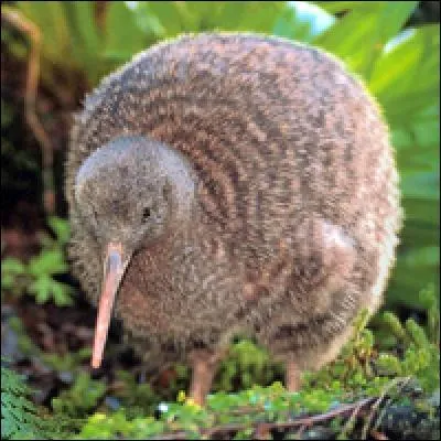 Cet oiseau est un kiwi.