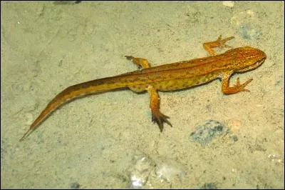 Cet amphibien est une salamandre.