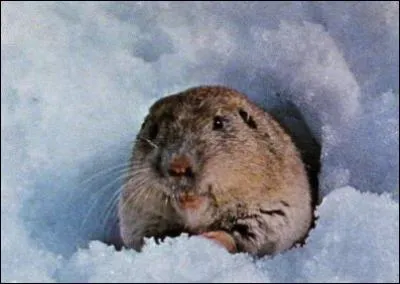 Cet animal est un gauphre.