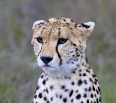 Ce félin est un léopard.