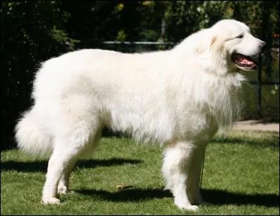 Dans quel dessin animé peut-on voir cette race de chien ?