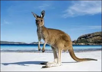 À quel dessin animé associez-vous cet animal ?