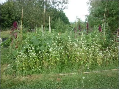 Et si je vous dis que là, vous voyez du sarrasin : qu'en pensez-vous ?