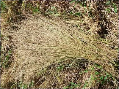 Plus à l'ouest de l'Afrique (Guinée, Nigeria, Côte d'Ivoire, Mali, etc.), c'est le "fonio", une céréale dite "mineure", qui sert de base aux crêpes : qu'a-t-il de particulier ?