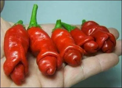 Saihot, enfin arrivé au marché, se fout pas mal des théories de Petus. Il est enivré par les couleurs et les odeurs et il se décide à acheter les piments que vous voyez sur la photo. Ces piments existent-ils ou sont-ils juste le fruit de l'imagination d'un chef en plein délire ?