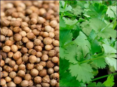 Quelles épices identiques à celles retrouvées sur des sites archéologiques il y a 20 000 ans s'en va-t-il chercher ? (Identifiez l'épice de la photo pour vous aider.)