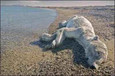 Les ours sont en voie de disparition.