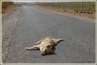 Les Chinois mangent tout le chien.