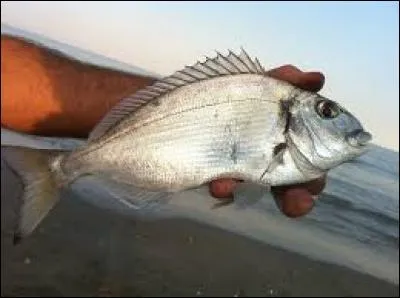 Les daurades sont des poissons nobles.