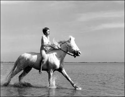 « Crin-Blanc », film d'Albert Lamorisse, raconte l'amitié entre un jeune étalon camarguais et un jeune pêcheur qui réussira à l'apprivoiser. Quel est le nom de ce garçon dans le film ?