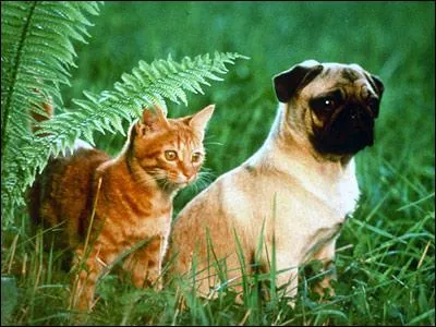 « Les aventures de Chatran » est un film d'aventure de Masaroni Hata sorti en 1988. Chatran, un chaton, se retrouve abandonné par accident en campagne, accompagné de son ami le chien Pousquet. De quelle race est ce chien ?