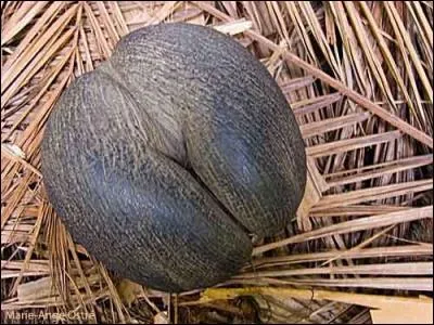 Phenixaucoeur vous avait promis des plantes cochonnes et je sais que beaucoup d'entre vous ont fait ce quiz juste pour ça ! Alors voici la première rendue célèbre dans un film français...Le nom et le film sont à trouver.