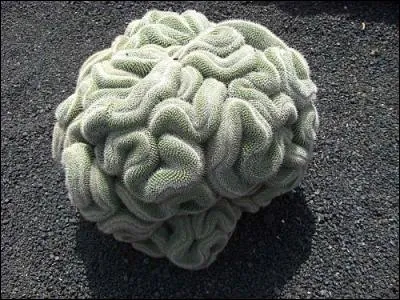 Ça ne prendra pas beaucoup de votre cervelle pour trouver le nom de cette plante...