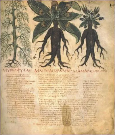 C'est la plante ultime aphrodisiaque d'un côté (côté viagra) et de l'autre hallucinogène (côté L.S.D.) C'est évidemment...