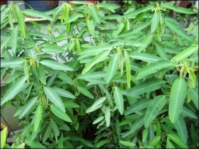 Voici la plante qui danse, pas comme Patrick Dupond ou Michael Jackson mais, enfin elle se tortille. C'est...