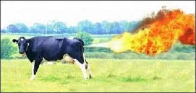 Les vaches ont un impact sur l'effet de serre.