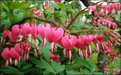 De ces trois fleurs, laquelle est comestible ?