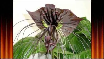 Quel drapeau consiste en une fleur blanche (lotus) à cinq pétales sur fond rouge ?