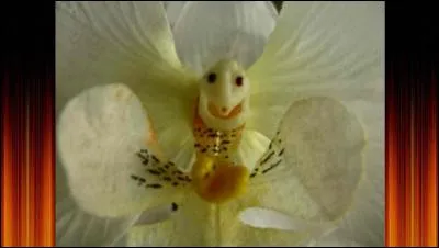 Dans quel pays eut lieu "La révolution des oeillets" ?